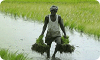 Agricultural Labour Pension